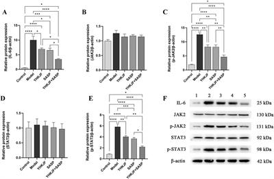 Combination of Youhua Kuijie Prescription and sulfasalazine can alleviate experimental colitis via IL-6/JAK2/STAT3 pathway